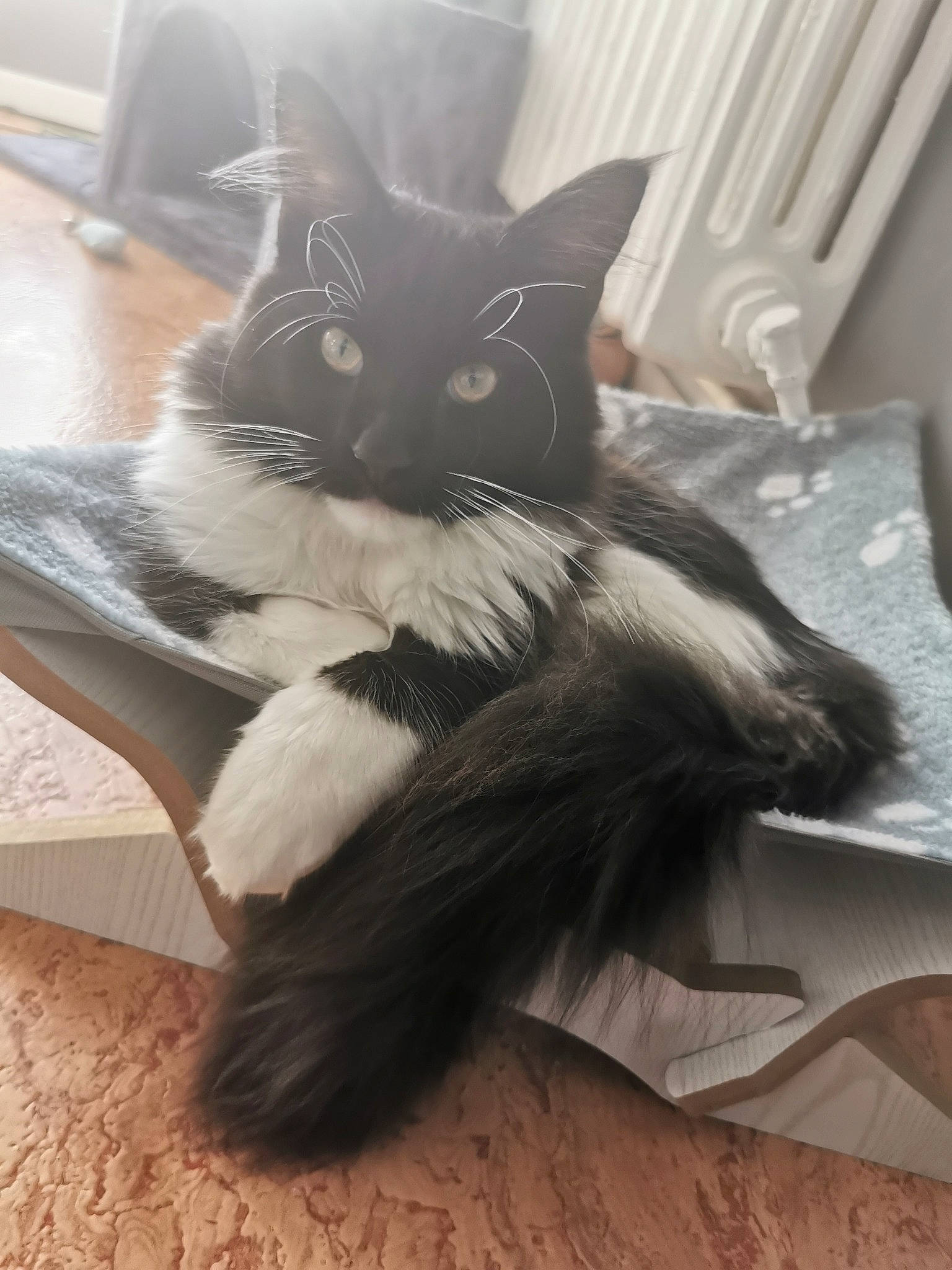 Shadow participe au concours pour gagner de l'argent avec cette photo : black_cat, carnivore, cat, claw, comfort, domestic_short_haired_cat, eye, felidae, floor, flooring, foot, fur, grey, hardwood, paw, small_to_medium_sized_cats, snout, tail, whiskers, wood