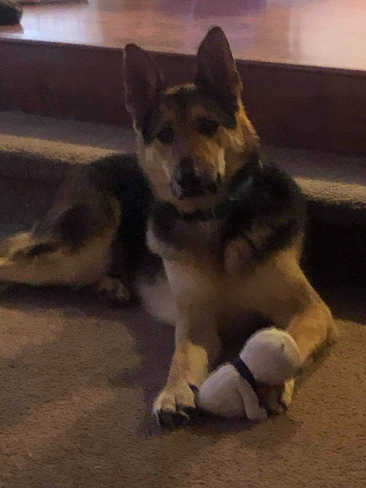 Rex is registered to the contest to win money with this photo: ancient_dog_breeds, canidae, carnivore, collar, companion_dog, dog, dog_breed, dog_supply, herding_dog, police_dog, sled_dog, snout, working_animal, working_dog