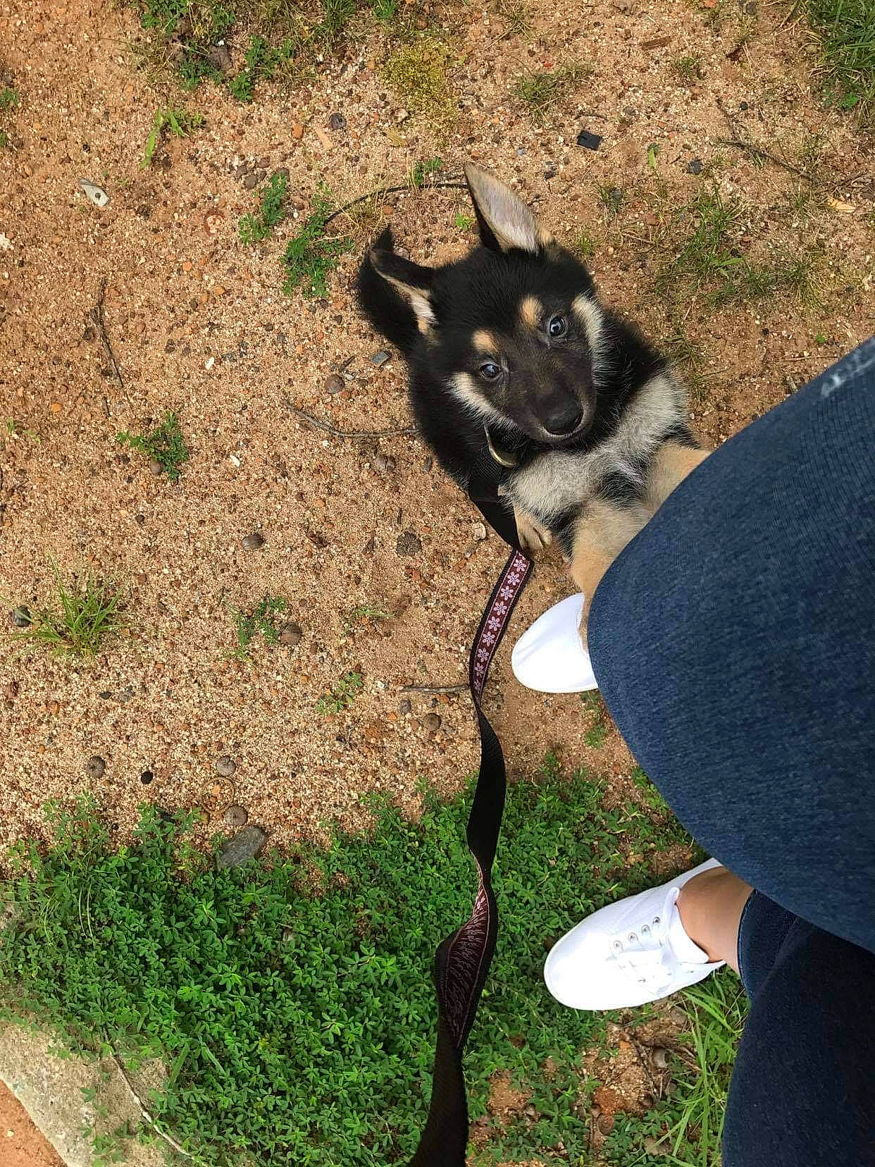 Rex joined the competition — help win amazing prizes! canidae, carnivore, companion_dog, dog, dog_breed, foot, fur, grass, grass_family, groundcover, paw, shadow, slipper, snout, sock, soil, sporting_group, tail, working_animal, working_dog