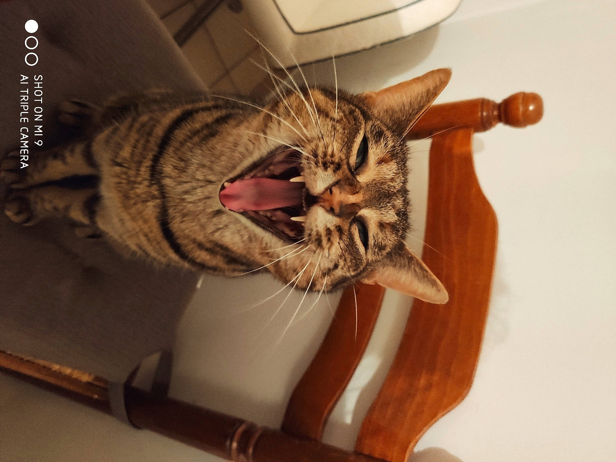 Willow a rejoint le concours — aidez-le/la à gagner de superbes lots ! american_shorthair, asian, bengal, carnivore, cat, chausie, domestic_short_haired_cat, dragon_li, ear, european_shorthair, fawn, felidae, fur, ocicat, pixie_bob, small_to_medium_sized_cats, sokoke, tabby_cat, toyger, whiskers