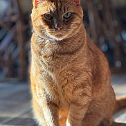 Charlie is registered to the contest to win money with this photo: cat, ginger_cat, feline, pet, indoor, wooden_floor, sunlight, closeup, sitting, fur, whiskers, ears, eyes, portrait, animal, mammal, domestic_animal, soft_light, shadow, focused