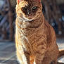 cat, ginger_cat, feline, pet, indoor, wooden_floor, sunlight, closeup, sitting, fur, whiskers, ears, eyes, portrait, animal, mammal, domestic_animal, soft_light, shadow, focused