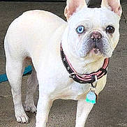 Frankie joined the competition — help win amazing prizes! alert, animal, blue_eye, brown_eye, canine, collar, companion, concrete, cute, dog, ears, french_bulldog, heterochromia, outdoor, paw, pet, short_hair, standing, tag, white_dog
