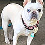 alert, animal, blue_eye, brown_eye, canine, collar, companion, concrete, cute, dog, ears, french_bulldog, heterochromia, outdoor, paw, pet, short_hair, standing, tag, white_dog