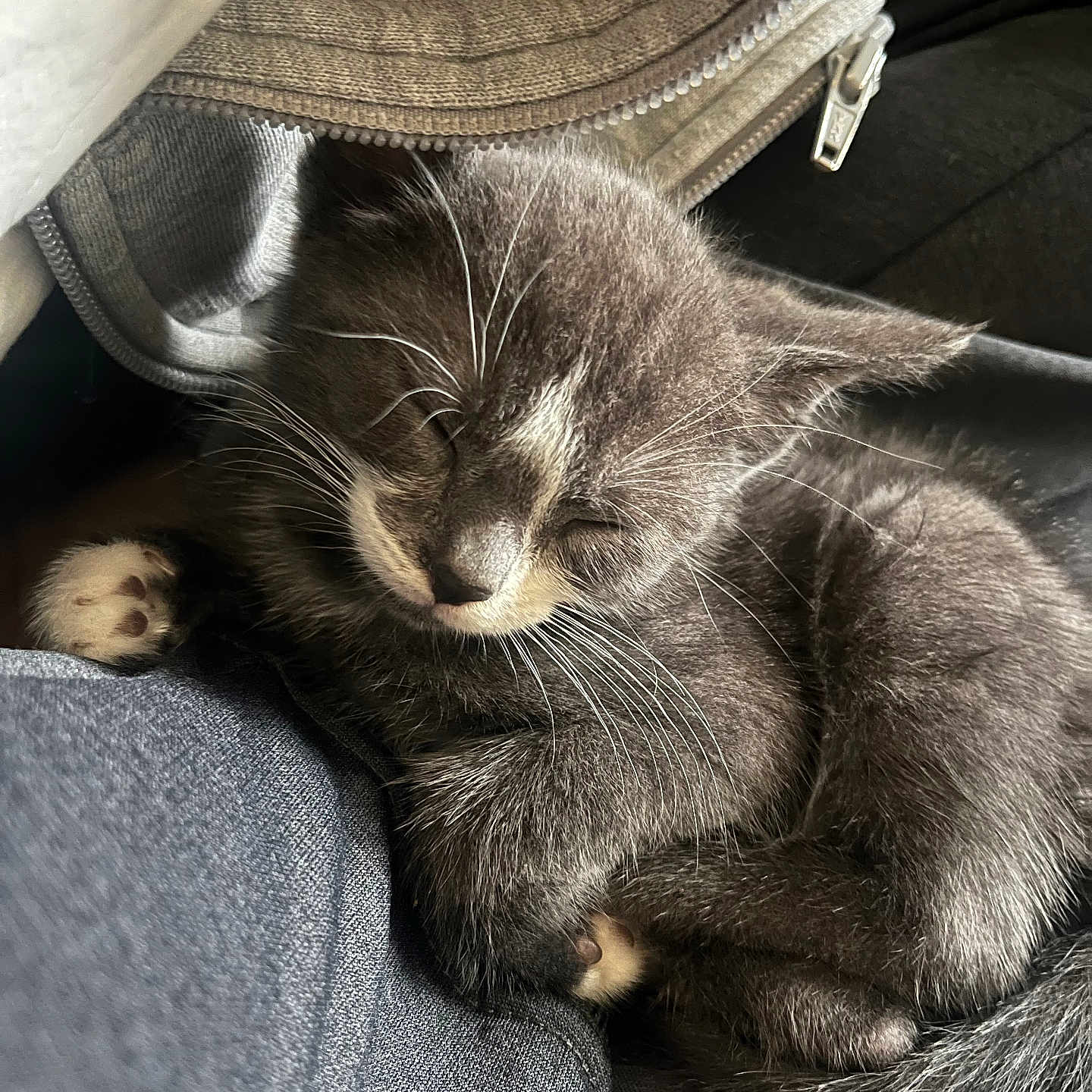 Caly Allouchery participe au concours pour gagner de l'argent avec cette photo : abyssinian, animal, armchair, blanket, cat, chair, clothing, couch, cushion, furniture, homedecor, kitten, knitwear, linen, manx, person, pet, siamese, sleeping, sweater