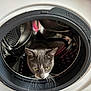 appliance, cat, closeup, curious, domestic, door, exploring, eyes, face, fur, gray_cat, household, indoor, metal, pet, reflection, round, washing_machine, whiskers