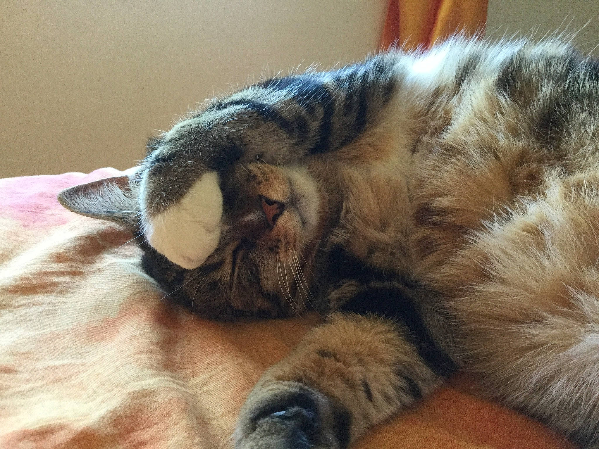 Diégo participe au concours pour gagner de l'argent avec cette photo : carnivore, cat, claw, comfort, dog_breed, domestic_short_haired_cat, felidae, fur, nap, paw, sleep, small_to_medium_sized_cats, snout, tail, terrestrial_animal, whiskers