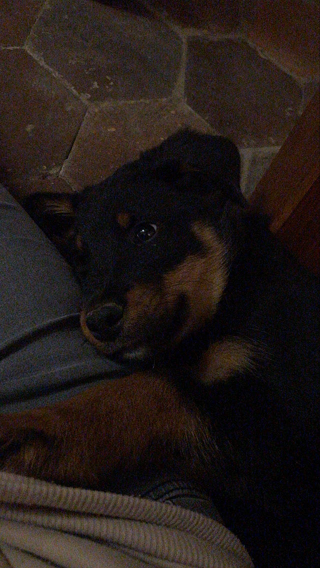 Seth a rejoint le concours — aidez-le/la à gagner de superbes lots ! carnivore, comfort, companion_dog, dog, dog_breed, ear, fawn, fur, grey, non_sporting_group, terrestrial_animal, whiskers, working_animal, working_dog