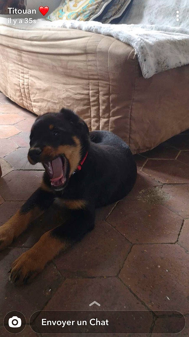 Seth a rejoint le concours — aidez-le/la à gagner de superbes lots ! asphalt, canidae, carnivore, comfort, companion_dog, dog, dog_breed, fawn, floor, flooring, grey, guard_dog, paw, pet_supply, road_surface, snout, sporting_group, tints_and_shades, wood, working_animal