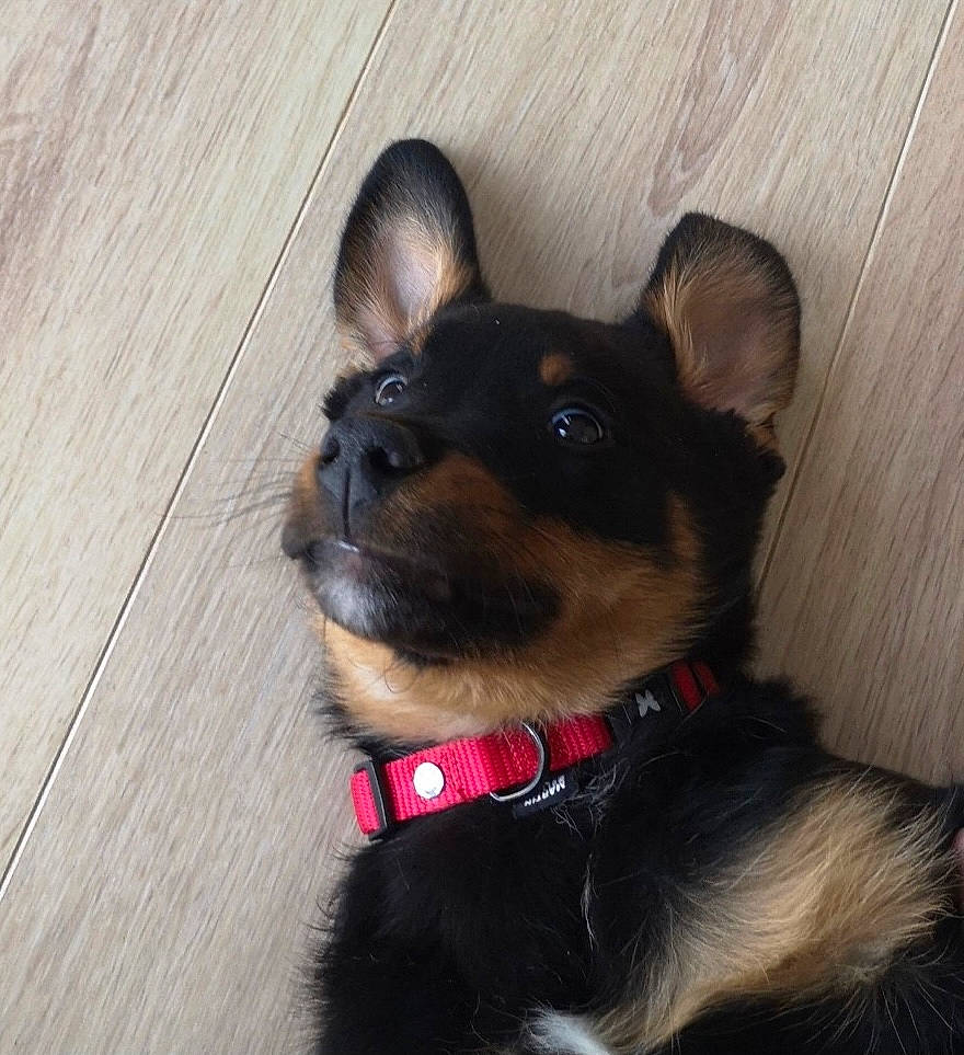 Seth a rejoint le concours — aidez-le/la à gagner de superbes lots ! canidae, carnivore, collar, companion_dog, dog, dog_breed, dog_collar, dog_supply, ear, fawn, hardwood, pet_supply, plank, snout, sporting_group, toy_dog, whiskers, wood, wood_stain, working_animal