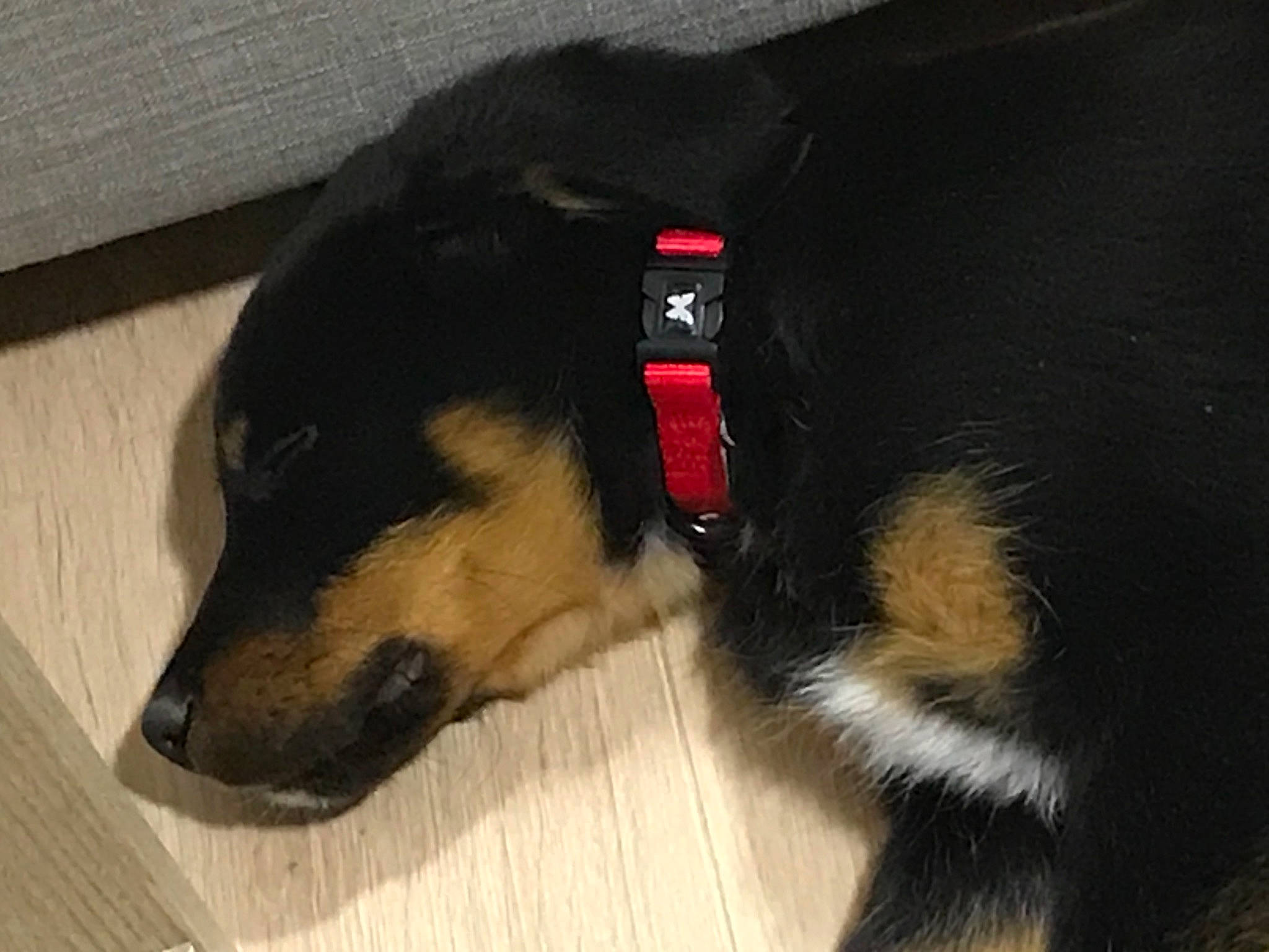 Seth a rejoint le concours — aidez-le/la à gagner de superbes lots ! carnivore, collar, companion_dog, dog, dog_breed, dog_supply, ear, fawn, flooring, fur, guard_dog, herding_dog, paw, pet_supply, puppy, tail, whiskers, wood, working_animal, working_dog