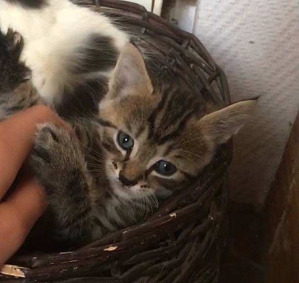 Newt a rejoint le concours — aidez-le/la à gagner de superbes lots ! animal_shelter, basket, carnivore, cat, claw, cloud, comfort, domestic_short_haired_cat, fawn, felidae, fur, paw, small_to_medium_sized_cats, snout, tail, whiskers, wood