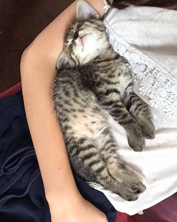 Newt a rejoint le concours — aidez-le/la à gagner de superbes lots ! carnivore, cat, claw, comfort, domestic_short_haired_cat, felidae, foot, fur, human_leg, nail, nap, paw, sitting, small_to_medium_sized_cats, snout, tail, terrestrial_animal, thigh, whiskers