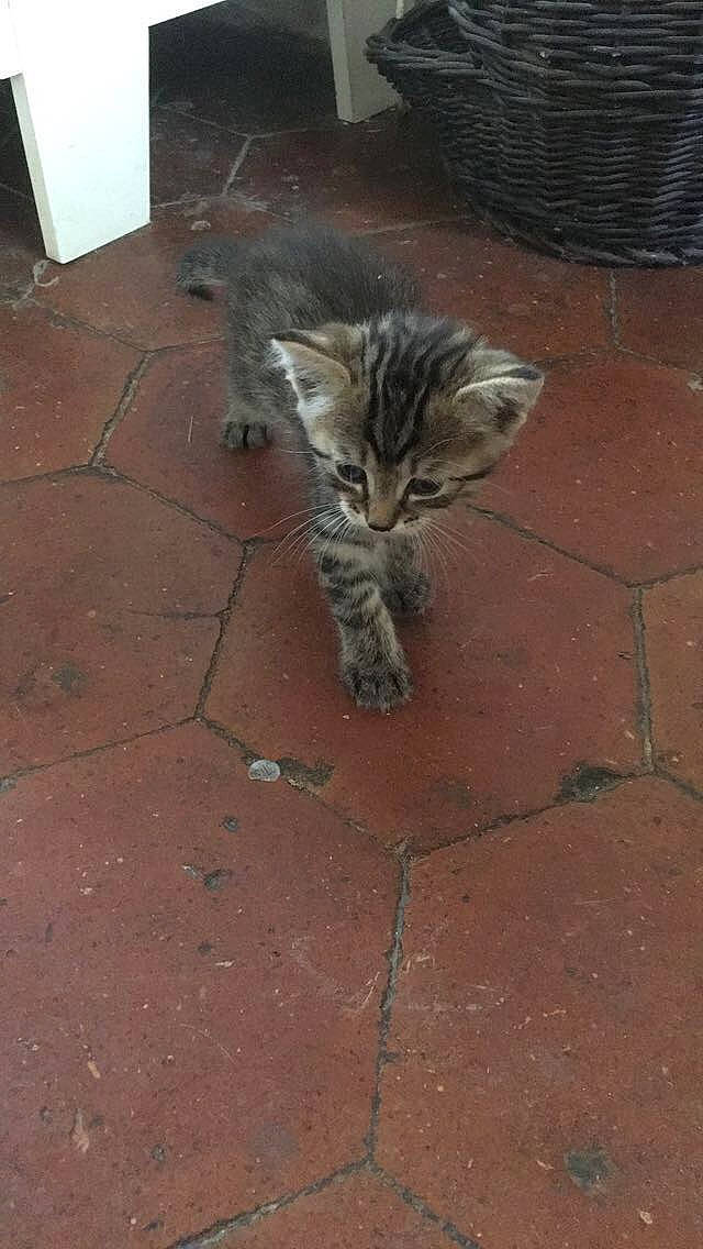 Newt a rejoint le concours — aidez-le/la à gagner de superbes lots ! asphalt, carnivore, cat, claw, concrete, domestic_short_haired_cat, felidae, flagstone, floor, flooring, fur, grass, road_surface, sidewalk, small_to_medium_sized_cats, snout, soil, tail, terrestrial_animal, whiskers