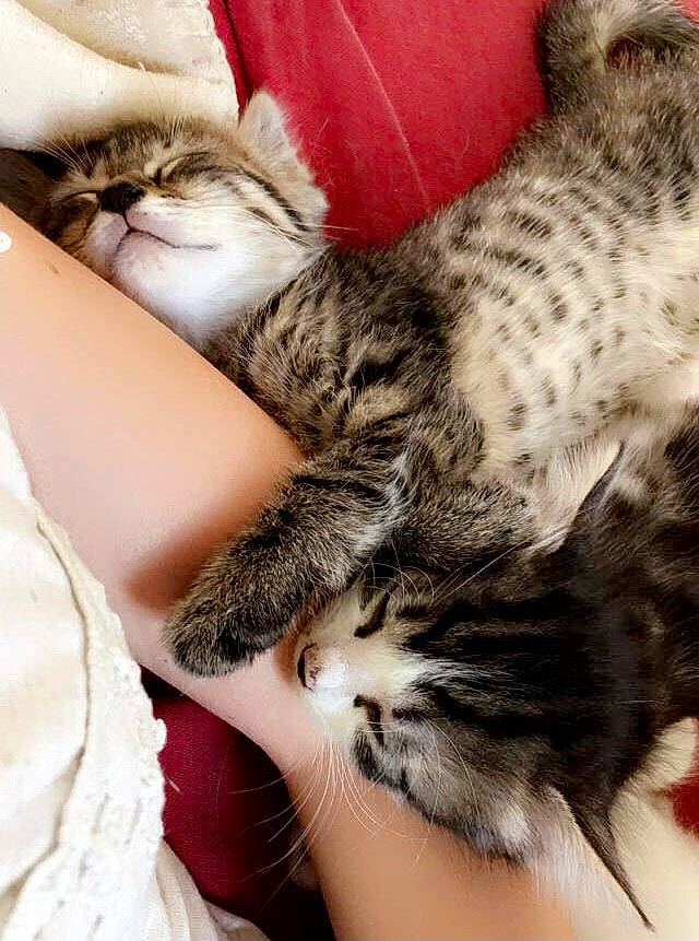 Newt a rejoint le concours — aidez-le/la à gagner de superbes lots ! carnivore, cat, claw, close_up, comfort, domestic_short_haired_cat, fawn, felidae, foot, fur, gesture, human_leg, nail, nap, pattern, paw, small_to_medium_sized_cats, snout, tail, whiskers