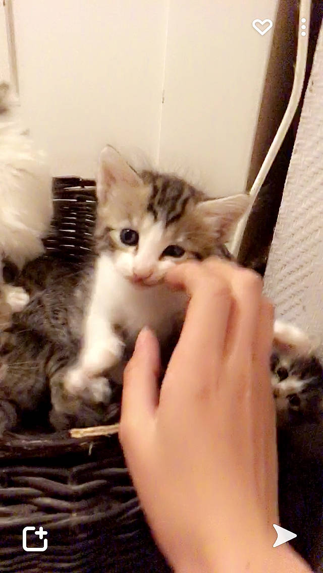 Nebula participe au concours pour gagner de l'argent avec cette photo : carnivore, cat, claw, comfort, domestic_short_haired_cat, felidae, finger, fur, gesture, lap, mammal, nail, paw, small_to_medium_sized_cats, thumb, whiskers