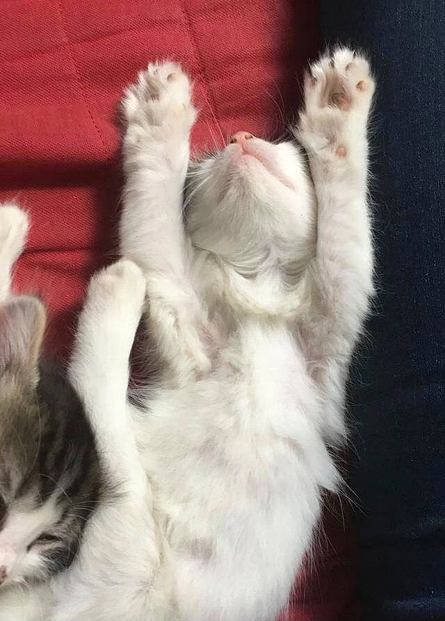 Nebula a rejoint le concours — aidez-le/la à gagner de superbes lots ! carnivore, cat, claw, comfort, companion_dog, dog_breed, domestic_short_haired_cat, ear, felidae, foot, fur, gesture, nap, paw, small_to_medium_sized_cats, snout, tail, whiskers