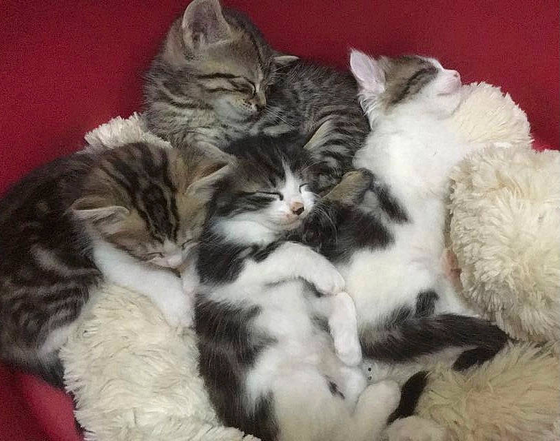 Nebula a rejoint le concours — aidez-le/la à gagner de superbes lots ! carnivore, cat, claw, comfort, domestic_short_haired_cat, felidae, fur, nap, paw, small_to_medium_sized_cats, snout, tail, whiskers