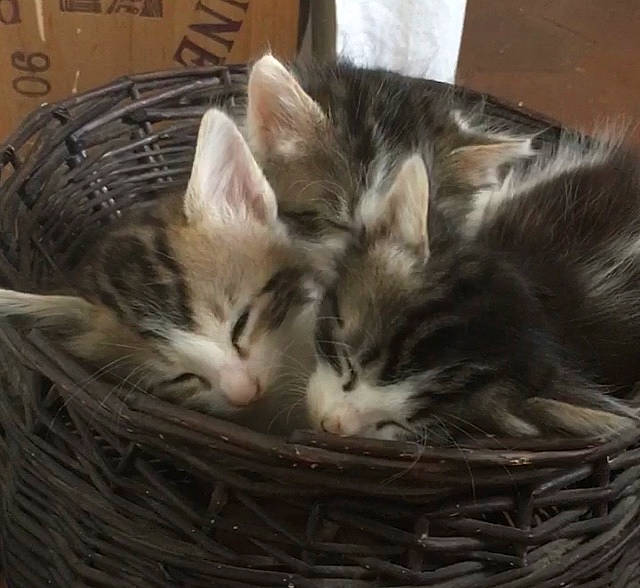 Nebula a rejoint le concours — aidez-le/la à gagner de superbes lots ! animal_shelter, basket, box, cardboard, carnivore, cat, cat_supply, claw, comfort, domestic_short_haired_cat, felidae, fur, nap, paw, shipping_box, small_to_medium_sized_cats, snout, tree, whiskers, wood