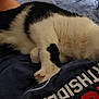 Spot joined the competition — help win amazing prizes! cat, black_and_white, pet, snuggling, person, shirt, text, indoor, cozy, relaxing, fur, whiskers, paw, close_up, companion, cute, domestic_animal, resting, soft, comfort