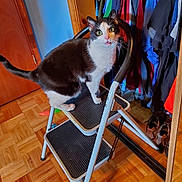 Spot is registered to the contest to win money with this photo: cat, step_ladder, indoor, wooden_floor, closet, clothes, curious, black_and_white, pet, feline, furniture, home, door, mirror, shoes, parquet_floor, standing, looking, wide_eyes, whiskers