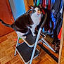 cat, step_ladder, indoor, wooden_floor, closet, clothes, curious, black_and_white, pet, feline, furniture, home, door, mirror, shoes, parquet_floor, standing, looking, wide_eyes, whiskers