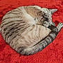 Lila joined the competition — help win amazing prizes! cat, tabby, sleeping, curled_up, paw, nose, fur, striped, pet, animal, indoor, blanket, red, cozy, resting, cute, whiskers, tail, relaxed, soft