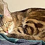 cat, tabby_cat, sleeping, curled_up, blanket, indoor, feline, pet, fur, whiskers, resting, cozy, cute, animal, mammal, ears, nose, tail, peaceful, relaxation