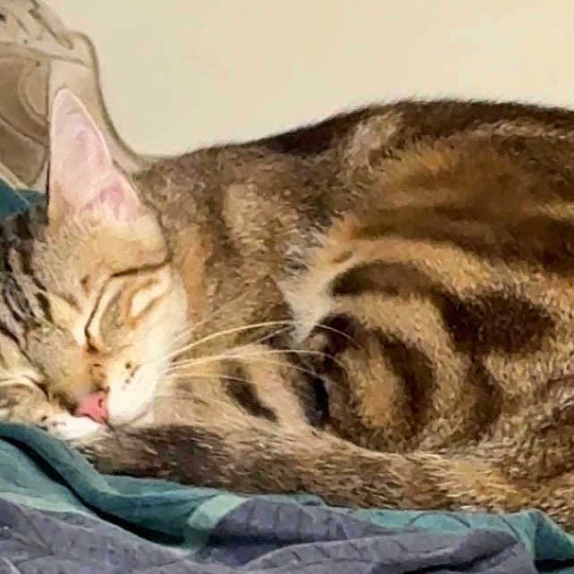 Waterloo a rejoint le concours — aidez-le/la à gagner de superbes lots ! animal, blanket, cat, cozy, curled_up, cute, ears, feline, fur, indoor, mammal, nose, peaceful, pet, relaxation, resting, sleeping, tabby_cat, tail, whiskers