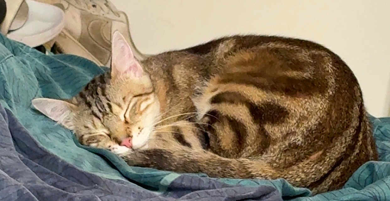 Waterloo a rejoint le concours — aidez-le/la à gagner de superbes lots ! cat, tabby_cat, sleeping, curled_up, blanket, indoor, feline, pet, fur, whiskers, resting, cozy, cute, animal, mammal, ears, nose, tail, peaceful, relaxation