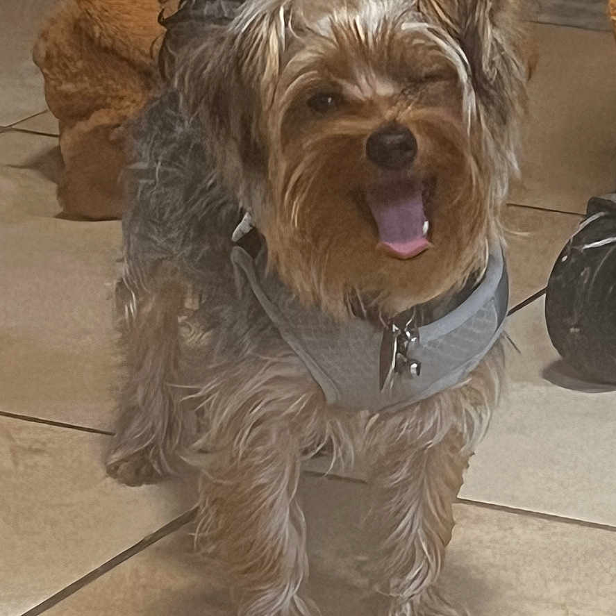 Loui is registered to the contest to win money with this photo: accessories, affenpinscher, airedale, animal, ball, canine, cockerspaniel, dog, flagstone, football, leash, path, pet, poodle, puppy, slate, strap, terrier, walkway, whitedog