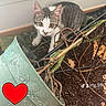 Vanille a rejoint le concours — aidez-le/la à gagner de superbes lots ! kitten, cat, indoor, plant, soil, pot, uprooted, mischievous, close_up, curious, green_pot, brown_soil, roots, stem, wall, floor, mess, pet, animal, text_overlay