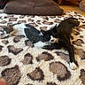 Vanille a rejoint le concours — aidez-le/la à gagner de superbes lots ! cat, feline, resting, lying_down, fur, black_and_white_cat, tabby_cat, indoor, carpet, patterned_rug, pet_bed, wooden_floor, cozy, animal, domestic_animal, relaxed, companion, sleeping, cute, home