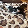 Prince a rejoint le concours — aidez-le/la à gagner de superbes lots ! cat, cats, black_and_white_cat, gray_and_white_cat, fluffy_rug, patterned_rug, indoor, floor, relaxed, lying_down, pets, animal, feline, cozy, home, wooden_floor, domestic, pair, resting, fur