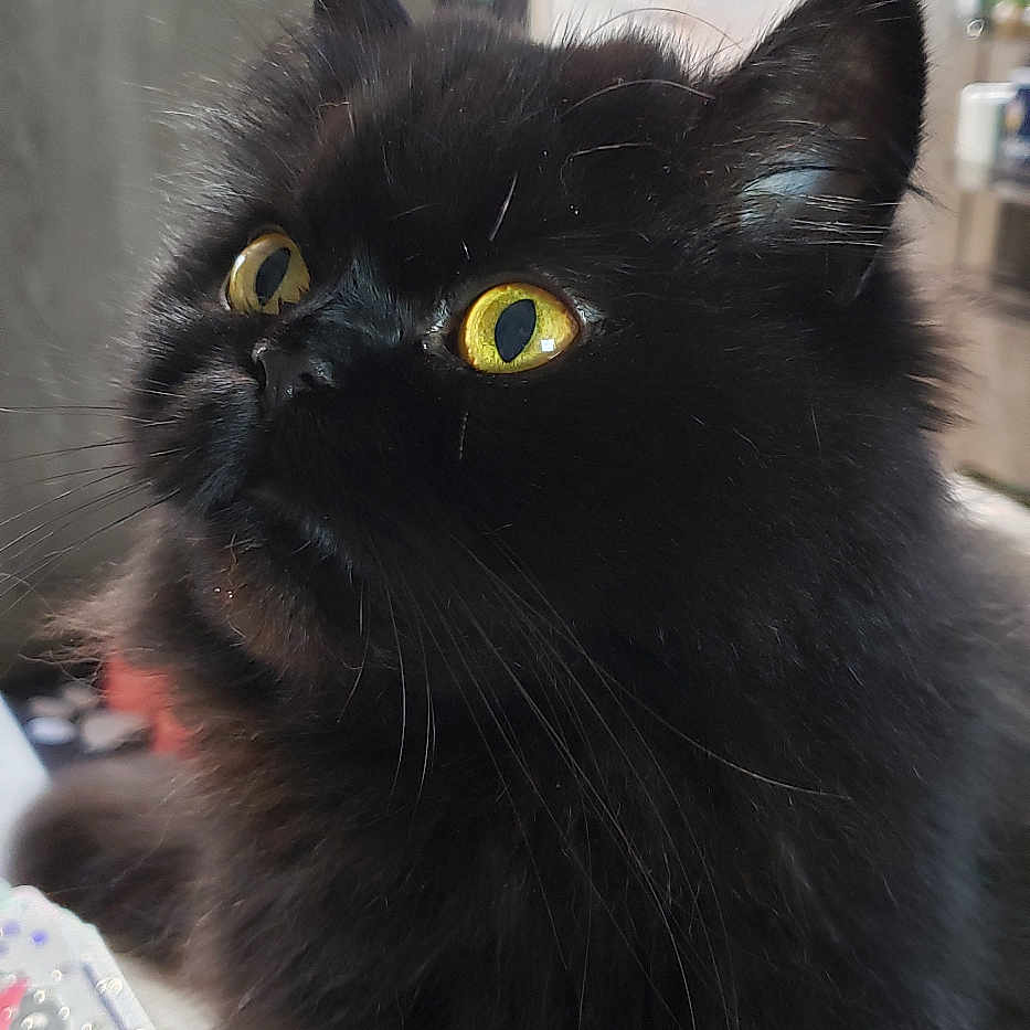 Chloe Anne