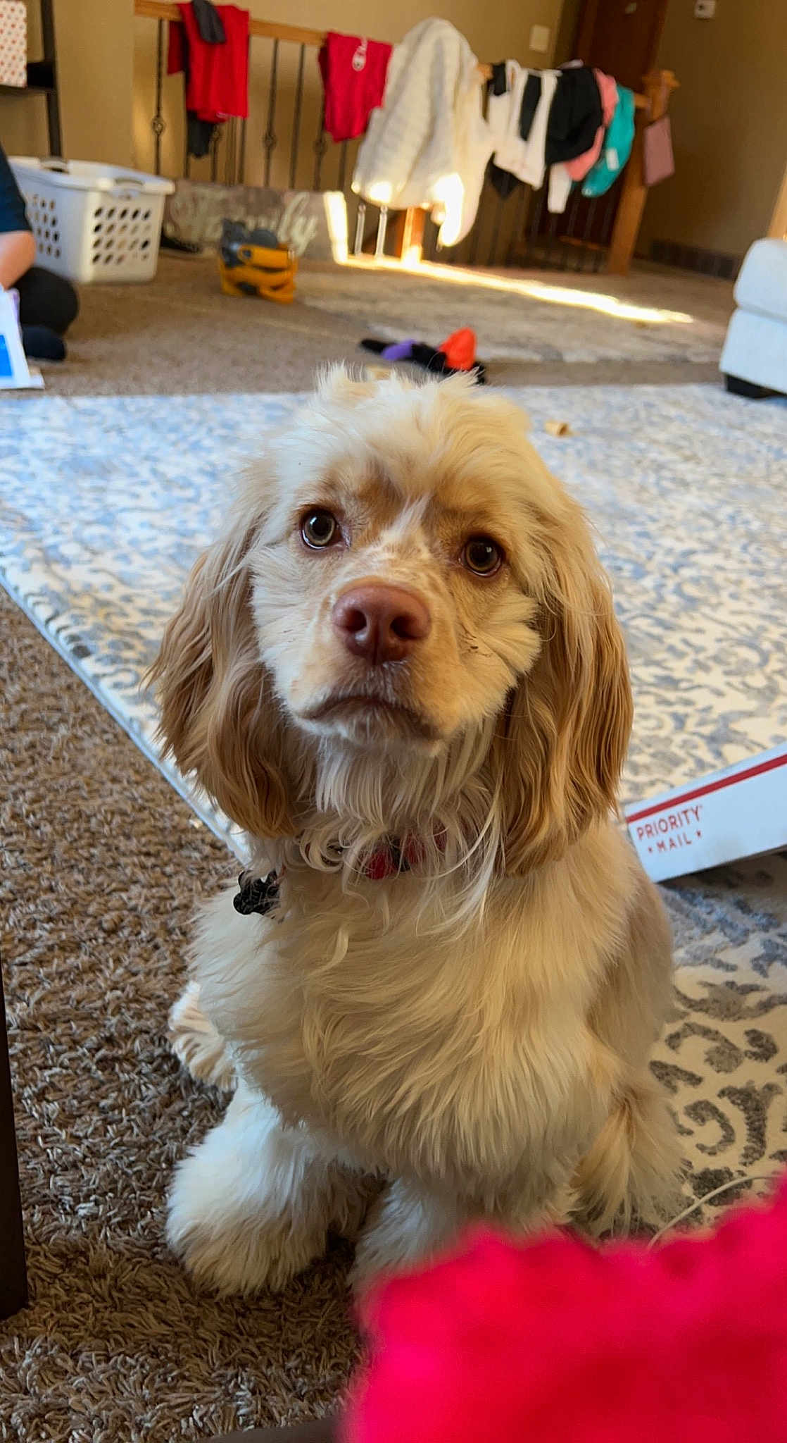 Finn