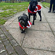 Skye is registered to the contest to win money with this photo: dog, leash, pavement, grass, tree, person, outdoor, park, christmas_outfit, black_dog, small_dog, sidewalk, fence, winter, canine, walking, pet, holiday, costume, nature
