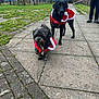 dog, leash, pavement, grass, tree, person, outdoor, park, christmas_outfit, black_dog, small_dog, sidewalk, fence, winter, canine, walking, pet, holiday, costume, nature