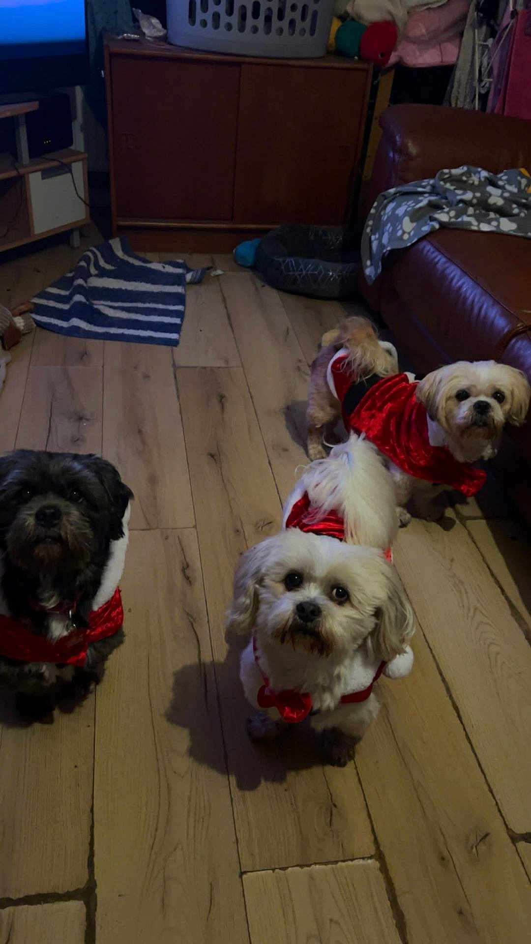 Max Harley And Charlie