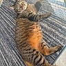 animal, cat, comfort, cute, domestic_cat, floor, fur, green_eyes, indoor, looking_at_camera, mammal, paw, pet, relaxed, rug, stretching, striped_rug, sunlight, tabby, whiskers
