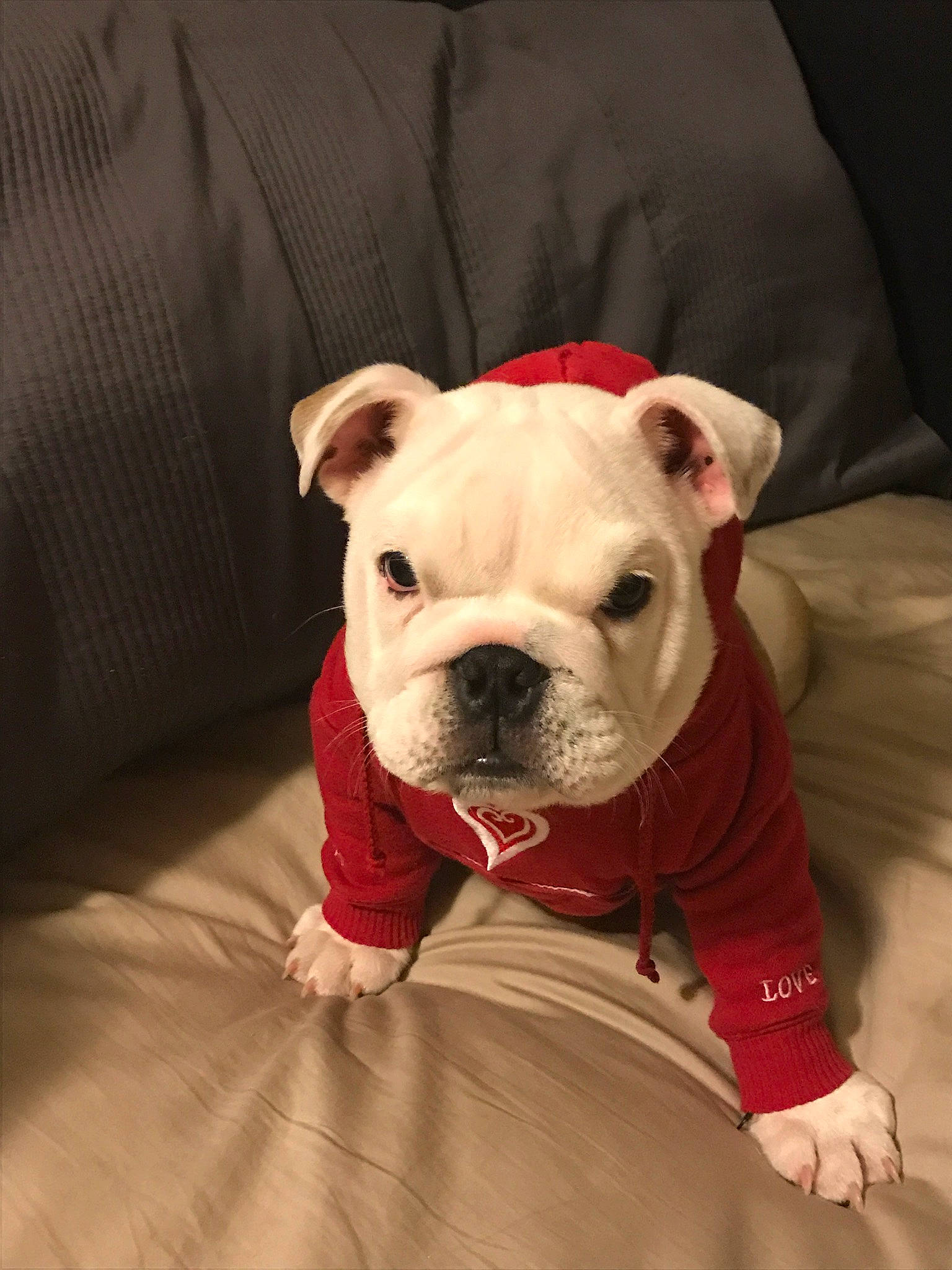 Frankie joined the competition — help win amazing prizes! bulldog, canidae, carnivore, collar, comfort, companion_dog, dog, dog_breed, dog_clothes, dog_collar, dog_supply, fawn, french_bulldog, molosser, pet_supply, snout, sporting_group, toy_dog, working_animal, wrinkle