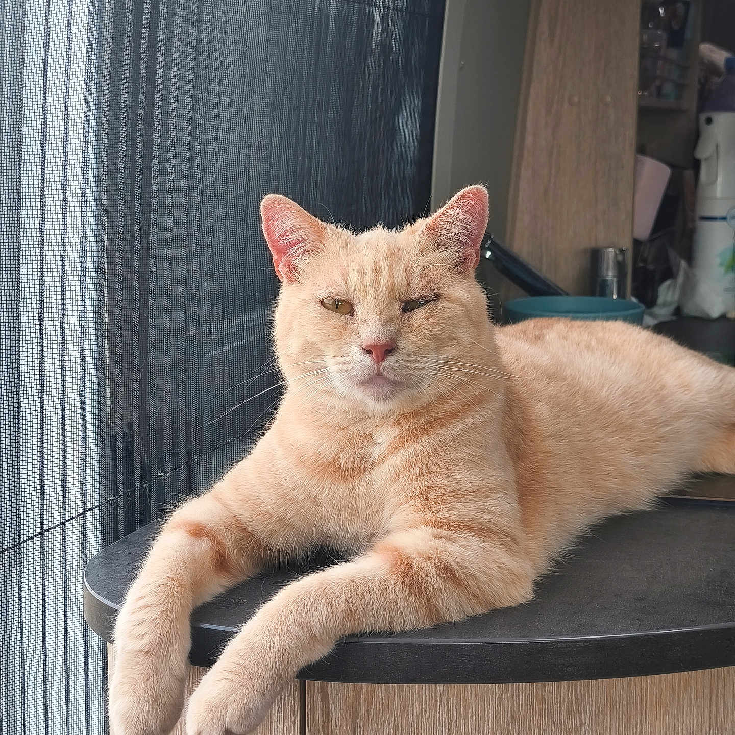 Yoda participe au concours pour gagner de l'argent avec cette photo : cat, orange_cat, tabby, pet, indoor, window, mesh_screen, countertop, relaxed, lying_down, feline, whiskers, ears, face, paw, fur, domestic_animal, home, kitchen, sunlight