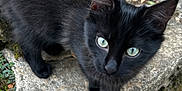 Simba a rejoint le concours — aidez-le/la à gagner de superbes lots ! black_cat, kitten, green_eyes, stone, rocks, fallen_leaves, outdoor, nature, curious, small_animal, pet, animal, whiskers, fur, close_up, young_cat, autumn, ground, playful, looking_up