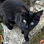 black_cat, kitten, green_eyes, stone, rocks, fallen_leaves, outdoor, nature, curious, small_animal, pet, animal, whiskers, fur, close_up, young_cat, autumn, ground, playful, looking_up