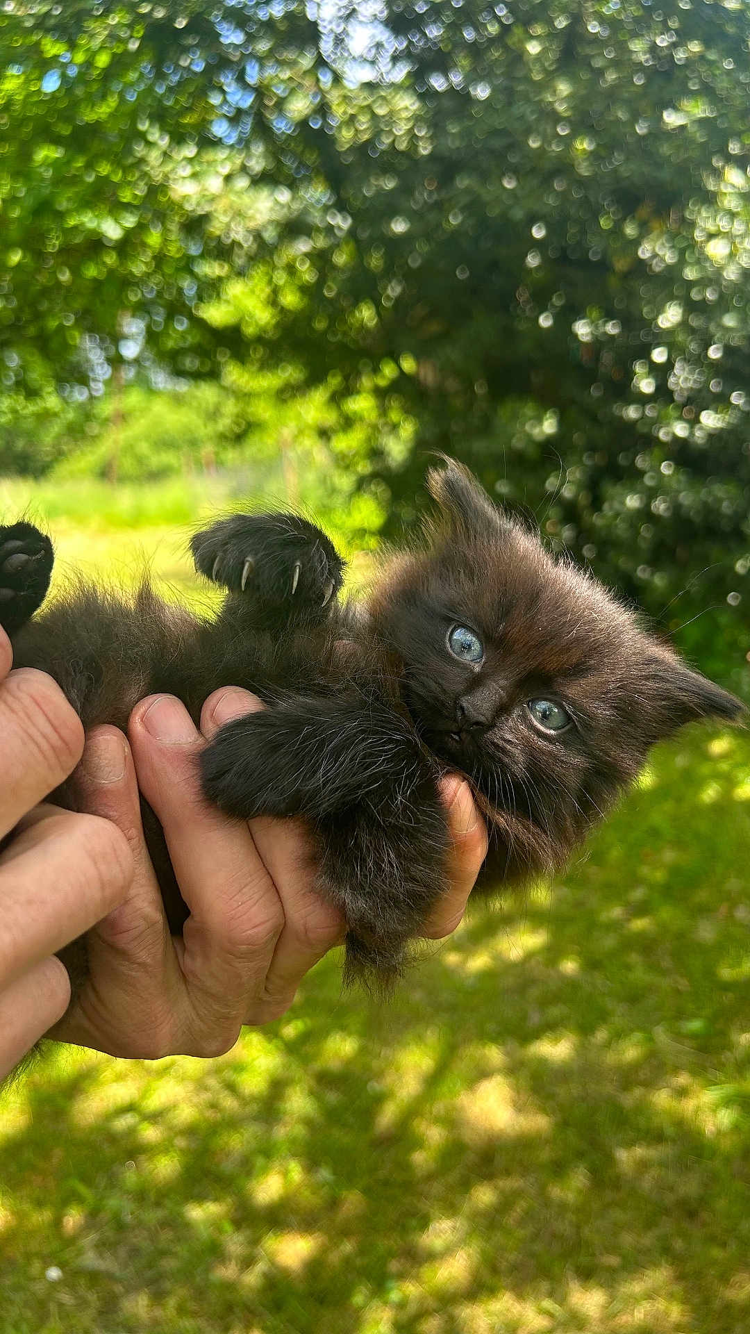 Simba