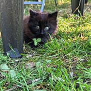 Simba participe au concours pour gagner de l'argent avec cette photo : kitten, black_cat, grass, outdoor, plastic_chair, greenery, curious, young_animal, nature, pet, small, feline, crouching, close_up, animal_face, eyes, playful, shaded, leaf, ground