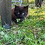 kitten, black_cat, grass, outdoor, plastic_chair, greenery, curious, young_animal, nature, pet, small, feline, crouching, close_up, animal_face, eyes, playful, shaded, leaf, ground