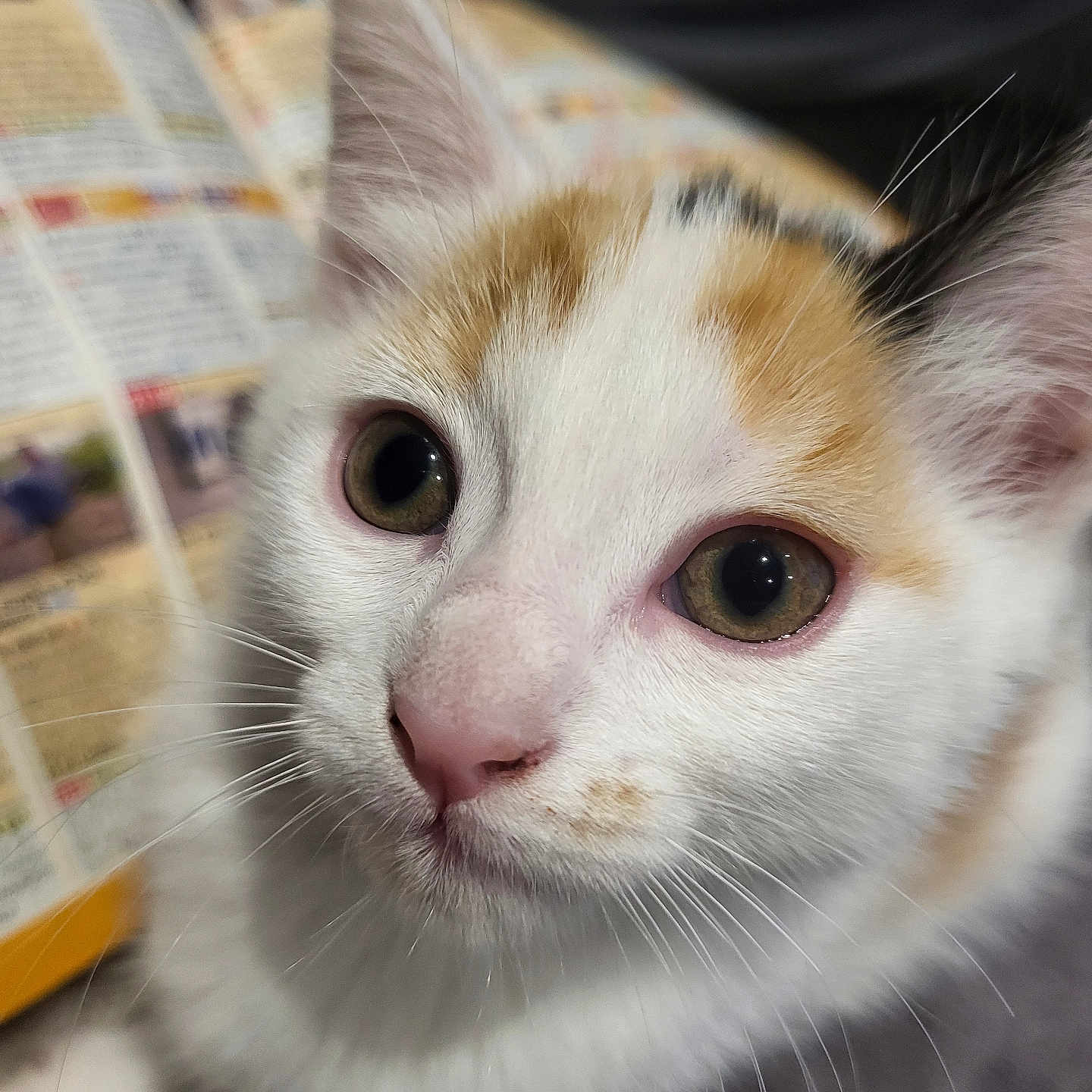 Kisse a rejoint le concours — aidez-le/la à gagner de superbes lots ! abyssinian, angora, animal, cat, kitten, manx, newspaper, pet, siamese, text