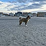 Booba a rejoint le concours — aidez-le/la à gagner de superbes lots ! dog, beach, sand, leash, footprints, cloudy_sky, buildings, urban, outdoor, animal, pet, walking, coast, sky, landscape, furry, standing, daytime, nature, cityscape