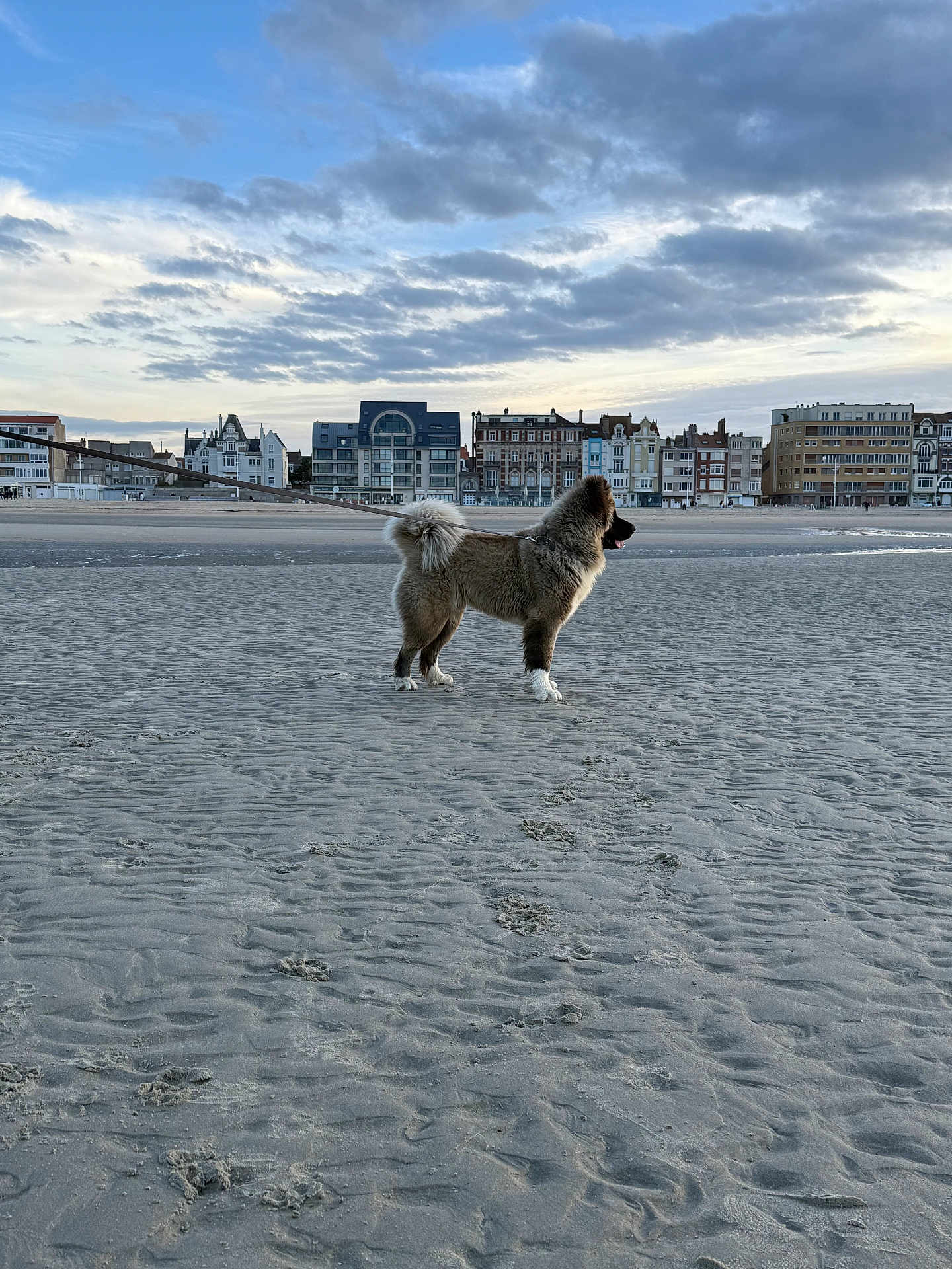 Booba a rejoint le concours — aidez-le/la à gagner de superbes lots ! dog, beach, sand, leash, footprints, cloudy_sky, buildings, urban, outdoor, animal, pet, walking, coast, sky, landscape, furry, standing, daytime, nature, cityscape
